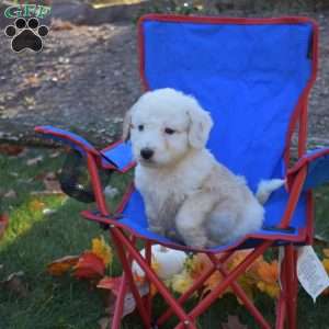 Riley, Mini Aussiedoodle Puppy