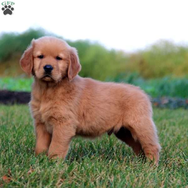 Riley, Golden Retriever Puppy