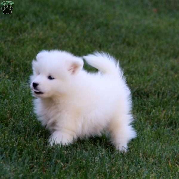 Riley, Samoyed Puppy