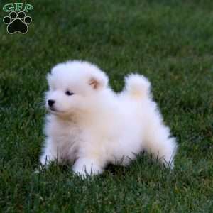 Riley, Samoyed Puppy