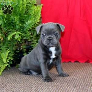 Riley, Frenchton Puppy