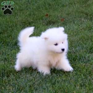 Riley, Samoyed Puppy