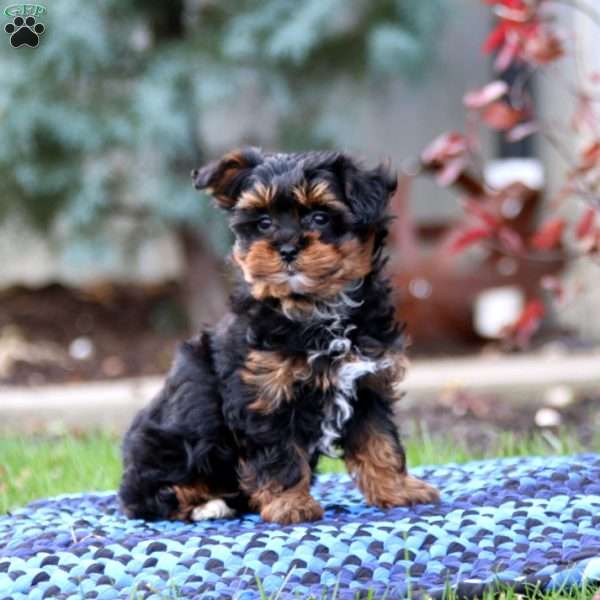 Rilynn, Yorkie Poo Puppy