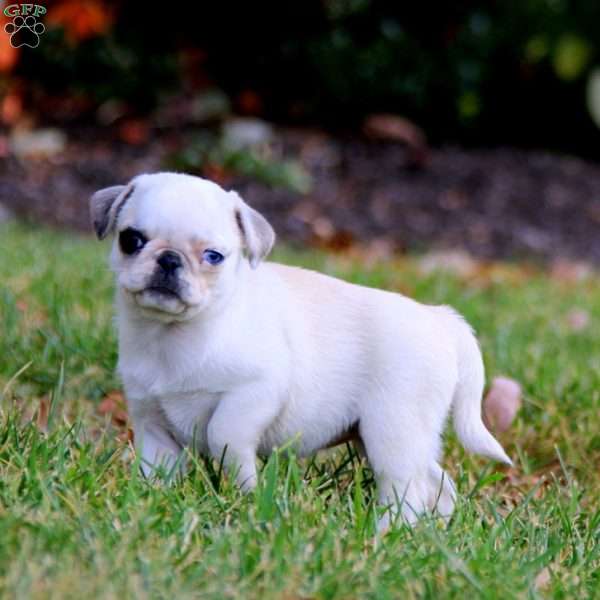 Rilynn, Pug Puppy