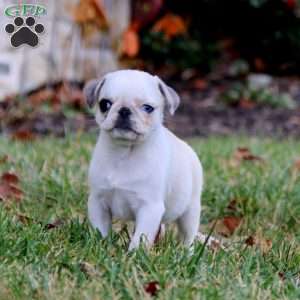 Rilynn, Pug Puppy