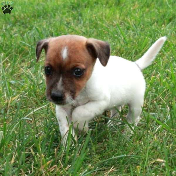 Rio, Jack Russell Terrier Puppy