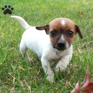 Rio, Jack Russell Terrier Puppy