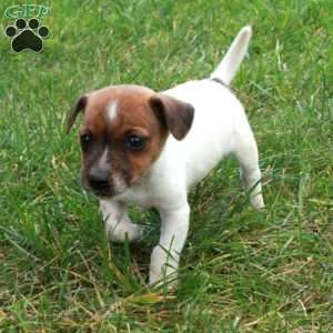 Rio, Jack Russell Terrier Puppy