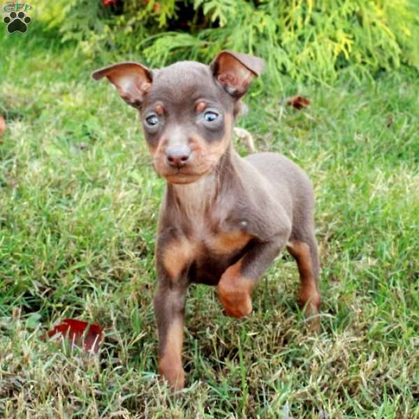 Rita, Miniature Pinscher Puppy