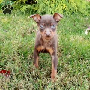 Rita, Miniature Pinscher Puppy