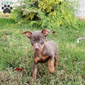 Rita, Miniature Pinscher Puppy