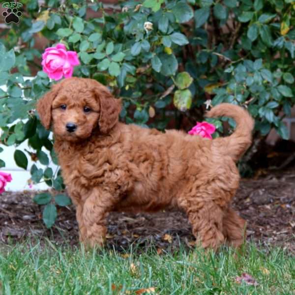 Ritz, Mini Goldendoodle Puppy