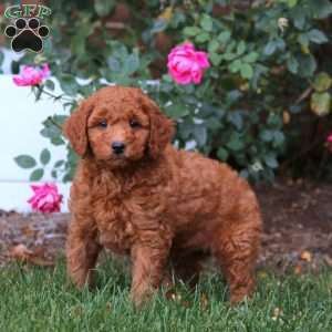 Ritz, Mini Goldendoodle Puppy