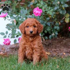 Ritz, Mini Goldendoodle Puppy