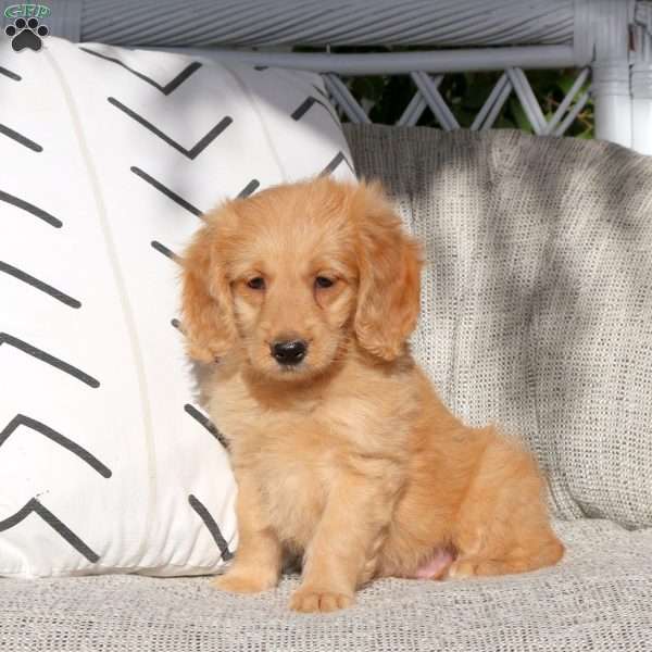 River, Mini Goldendoodle Puppy