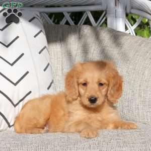 River, Mini Goldendoodle Puppy