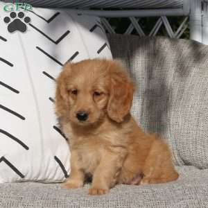 River, Mini Goldendoodle Puppy