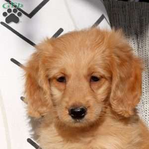 River, Mini Goldendoodle Puppy