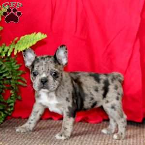 River, Frenchton Puppy