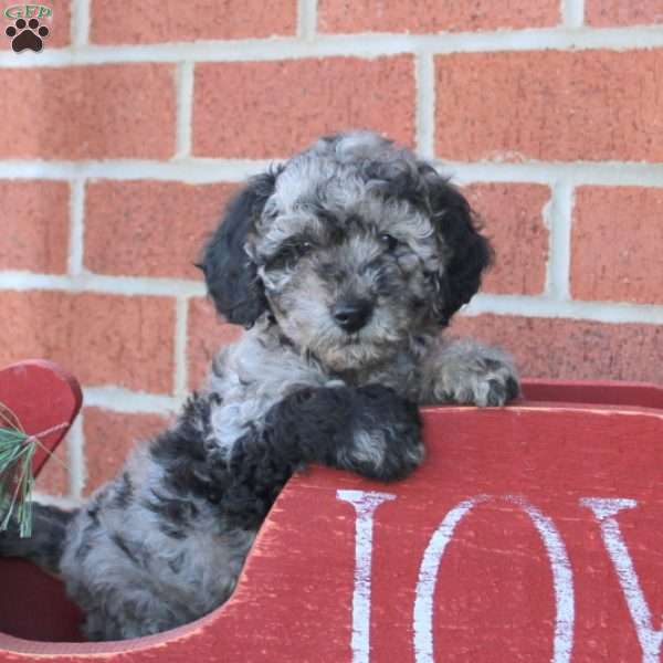 Robert, Toy Poodle Puppy