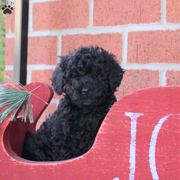 Robin, Toy Poodle Puppy