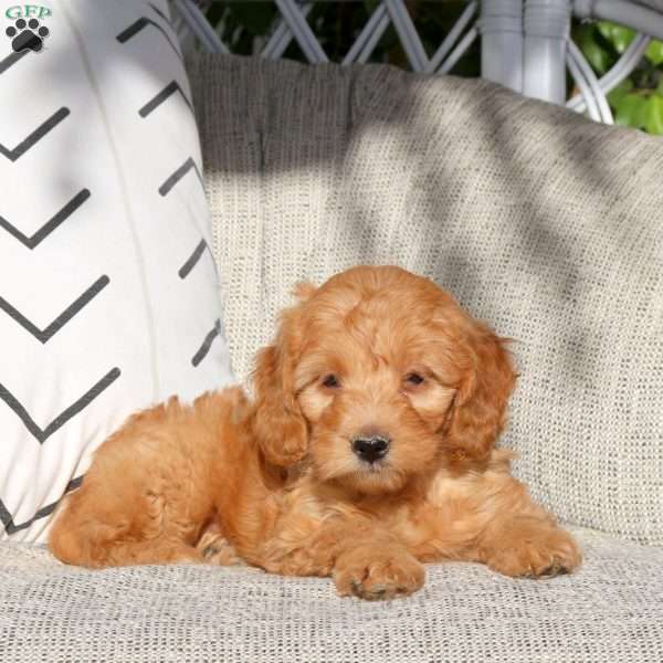 Robin, Mini Goldendoodle Puppy