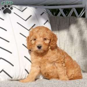 Robin, Mini Goldendoodle Puppy