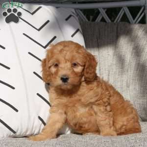 Robin, Mini Goldendoodle Puppy