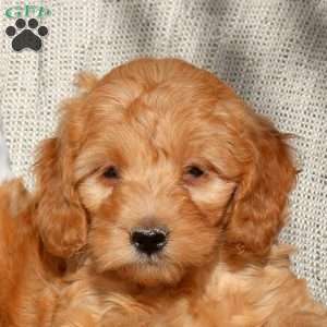 Robin, Mini Goldendoodle Puppy