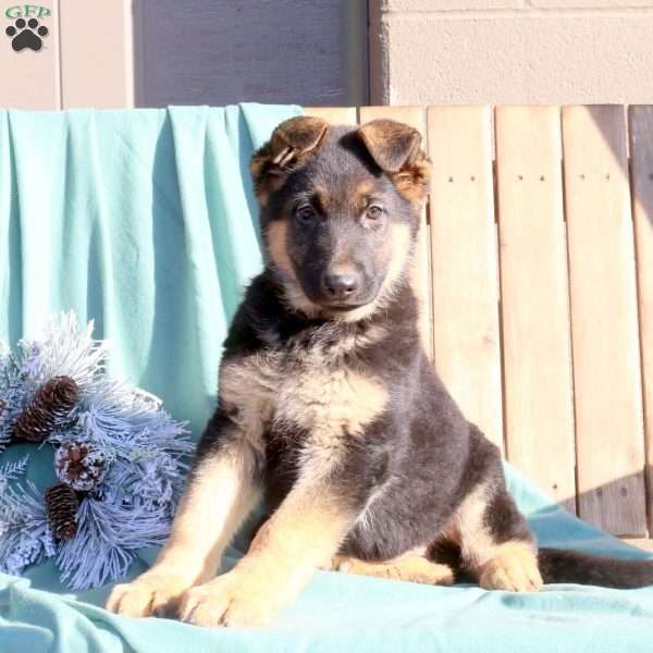 Rocky, German Shepherd Puppy