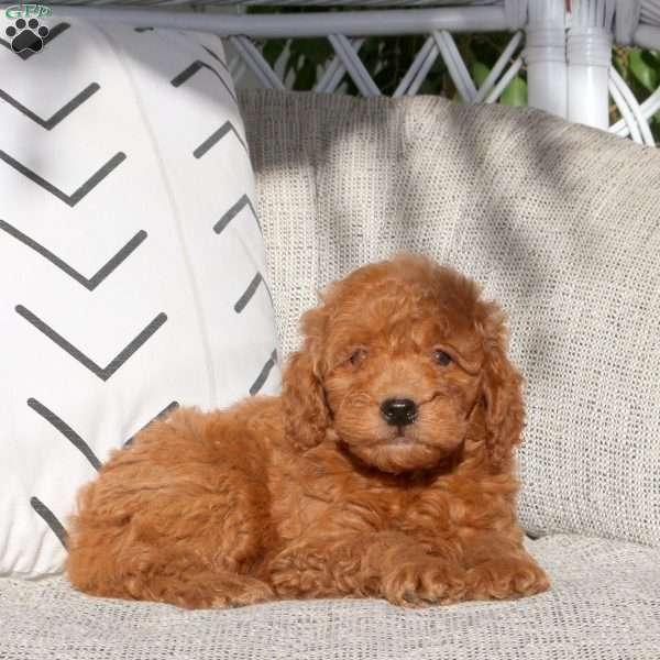 Rodger, Mini Goldendoodle Puppy