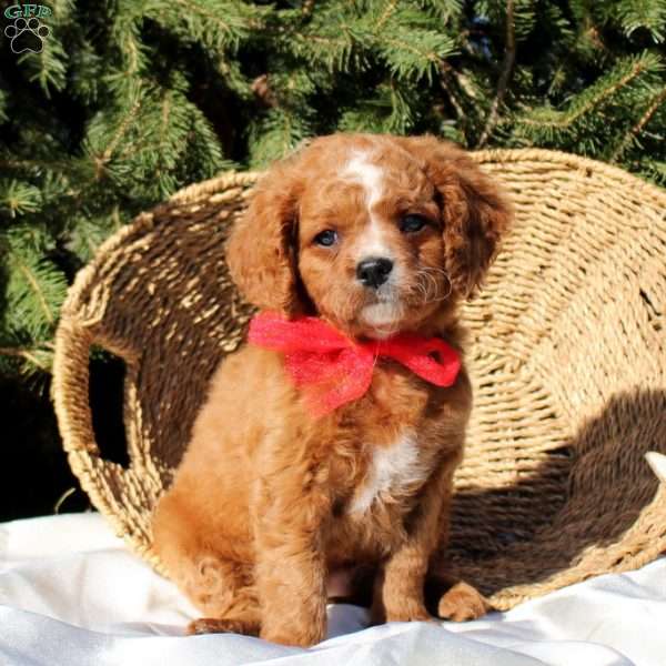 Rolly, Cavapoo Puppy