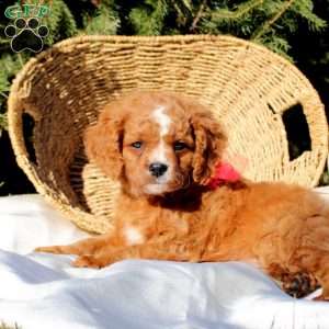 Rolly, Cavapoo Puppy