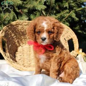 Rolly, Cavapoo Puppy