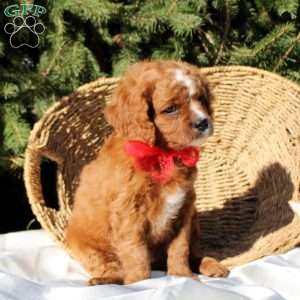 Rolly, Cavapoo Puppy