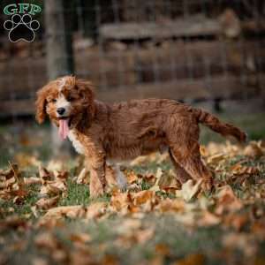 Romeo, Cavapoo Puppy