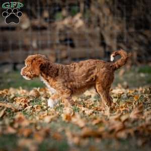 Romeo, Cavapoo Puppy