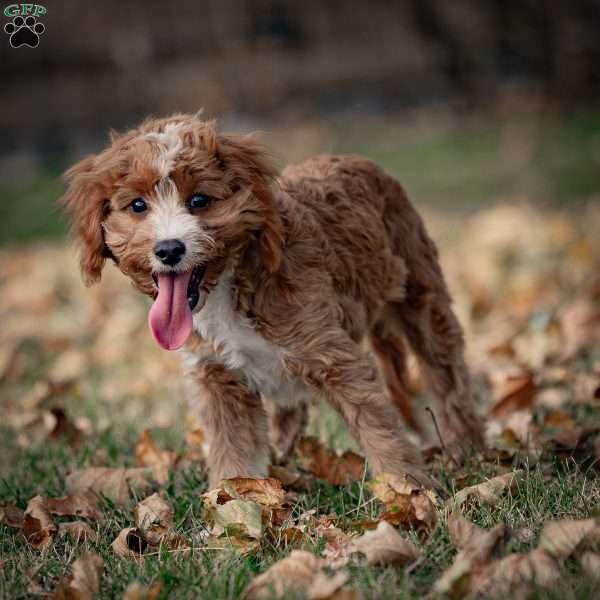 Romeo, Cavapoo Puppy