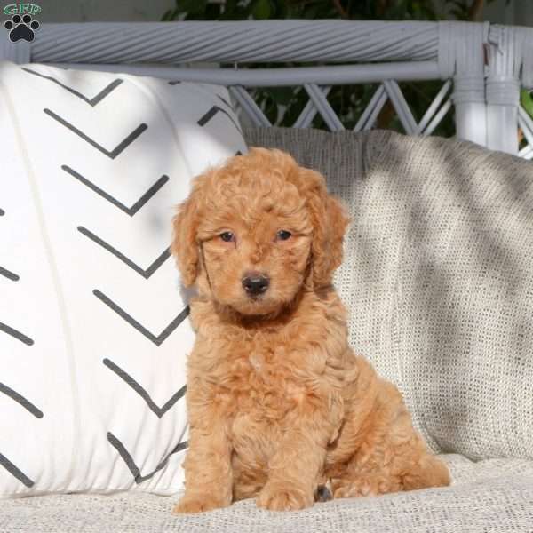 Romeo, Mini Goldendoodle Puppy