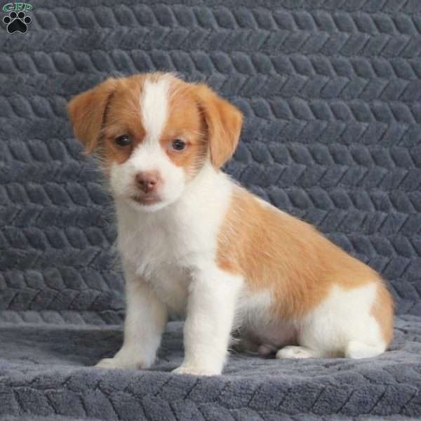 Ron, Jack Russell Mix Puppy