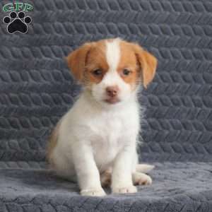 Ron, Jack Russell Mix Puppy