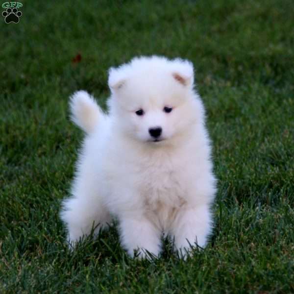 Rookie, Samoyed Puppy