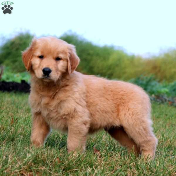 Rookie, Golden Retriever Puppy