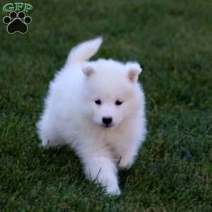 Rookie, Samoyed Puppy