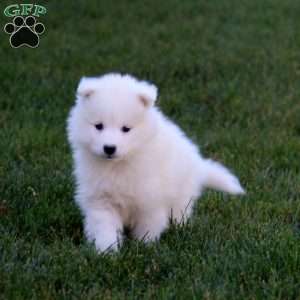 Rookie, Samoyed Puppy