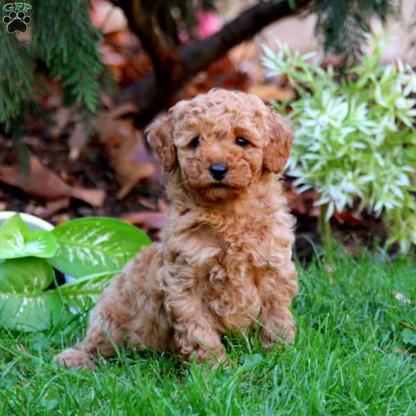 Rosa, Miniature Poodle Puppy