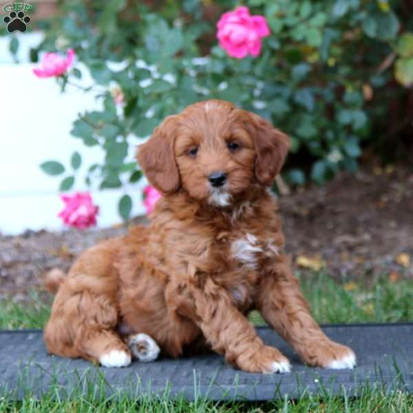 Rosa, Mini Goldendoodle Puppy