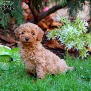 Rosa, Miniature Poodle Puppy