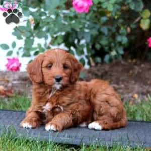 Rosa, Mini Goldendoodle Puppy