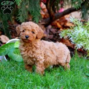 Rosa, Miniature Poodle Puppy